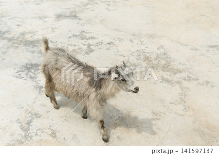 Goat standing on concrete ground Goat standing on concrete ground 141597137