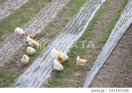 畑で採餌する鶏の群れ 畑で採餌する鶏の群れ 141597208