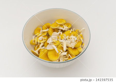 Bowl of Fresh Golden Oyster Mushroom Bowl of Fresh Golden Oyster Mushroom 141597535