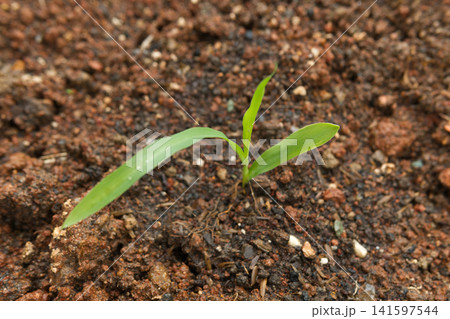 Corn Seedling Growing on Soil	 141597544