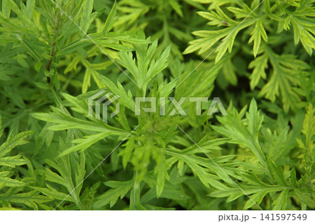 Closeup of Chinese Mugwort Closeup of Chinese Mugwort 141597549