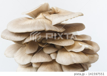 Oyster Mushroom Isolated on White Oyster Mushroom Isolated on White 141597551