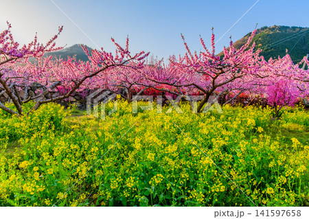 春の快晴 釈迦堂遺跡博物館付近の農園で画面下側に広がる満開の菜の花と青空に映える桃の木々の風景 春の快晴 釈迦堂遺跡博物館付近の農園で画面下側に広がる満開の菜の花と青空に映える桃の木々の風景 141597658