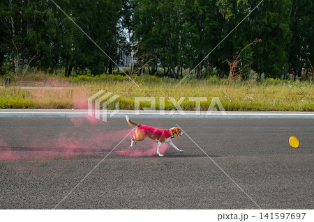 Beagle dog running on asphalt road chasing yellow flying disc 141597697