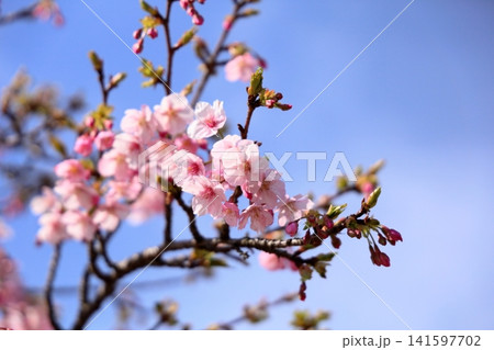 早咲き桜の花 春めき 河津桜 早咲き桜の花 春めき 河津桜 141597702