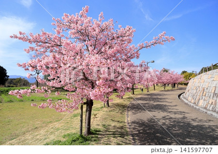 早咲き桜の花 春めき 河津桜 早咲き桜の花 春めき 河津桜 141597707