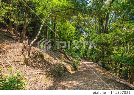 三井寺(長等山園城寺)境内の樹林風景 滋賀県大津市 三井寺(長等山園城寺)境内の樹林風景 滋賀県大津市 141597821