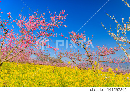 春の快晴 笛吹市御坂町の桃源郷菜の花畑に一面に広がる菜の花と満開の桃の木々の風景 春の快晴 笛吹市御坂町の桃源郷菜の花畑に一面に広がる菜の花と満開の桃の木々の風景 141597842
