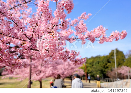早咲き桜の花　春めき　河津桜 141597845