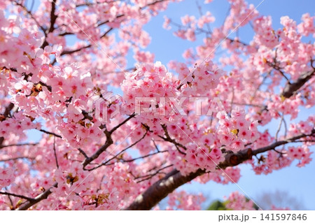 早咲き桜の花 春めき 河津桜 早咲き桜の花 春めき 河津桜 141597846