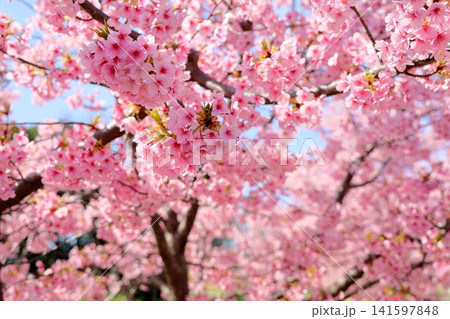 早咲き桜の花 春めき 河津桜 早咲き桜の花 春めき 河津桜 141597848