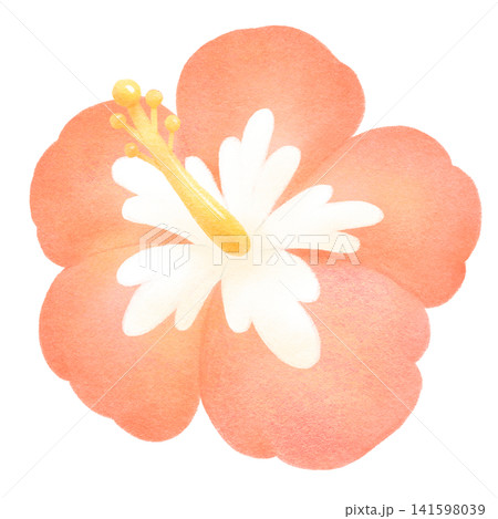 赤いハイビスカスの花の手描き風イラスト 赤いハイビスカスの花の手描き風イラスト 141598039