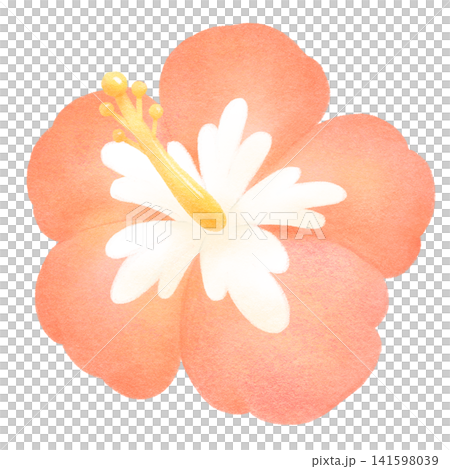 赤いハイビスカスの花の手描き風イラスト 赤いハイビスカスの花の手描き風イラスト 141598039
