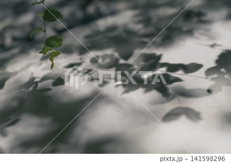 白い壁に映る植物の影と木漏れ日 白い壁に映る植物の影と木漏れ日 141598296