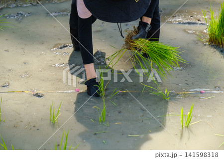 手植えで田植えをする女性:泥に入り一つひとつ丁寧に稲苗を植える農作業風景 手植えで田植えをする女性:泥に入り一つひとつ丁寧に稲苗を植える農作業風景 141598318
