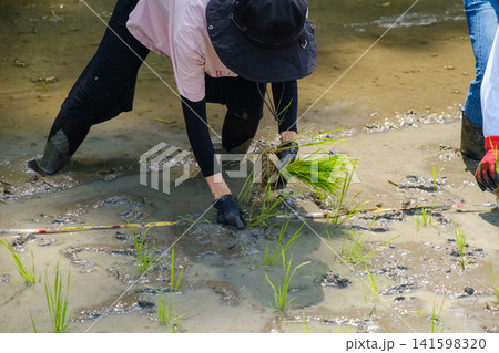 手植えで田植えをする女性:泥に入り一つひとつ丁寧に稲苗を植える農作業風景 手植えで田植えをする女性:泥に入り一つひとつ丁寧に稲苗を植える農作業風景 141598320