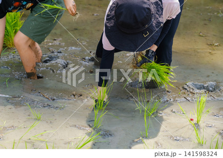 手植えで田植えをする女性：泥に入り一つひとつ丁寧に稲苗を植える農作業風景 141598324