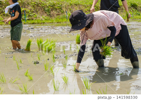 手植えで田植えをする女性:泥に入り一つひとつ丁寧に稲苗を植える農作業風景 手植えで田植えをする女性:泥に入り一つひとつ丁寧に稲苗を植える農作業風景 141598330