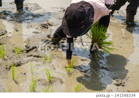 手植えで田植えをする女性：泥に入り一つひとつ丁寧に稲苗を植える農作業風景 141598334