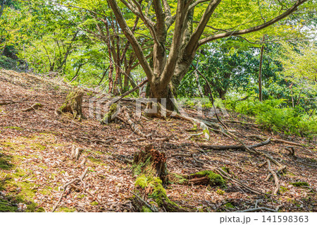 三井寺(長等山園城寺)境内の樹林風景 滋賀県大津市 三井寺(長等山園城寺)境内の樹林風景 滋賀県大津市 141598363