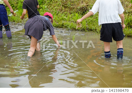 小学生の田植え体験学習:泥に入り一生懸命に稲苗を植える子供たち 小学生の田植え体験学習:泥に入り一生懸命に稲苗を植える子供たち 141598470