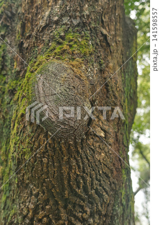 Close-up of Tree Trunk with Knot and Moss Close-up of Tree Trunk with Knot and Moss 141598557