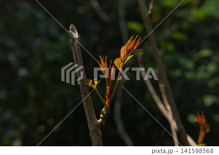 Close-up of Chinese Toon Sprouting in Spring	 141598568