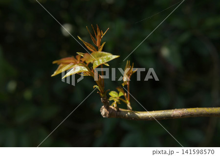 Close-up of Chinese Toon Sprouting in Spring	 141598570