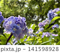 梅雨の晴れ間に咲く紫陽花 141598928