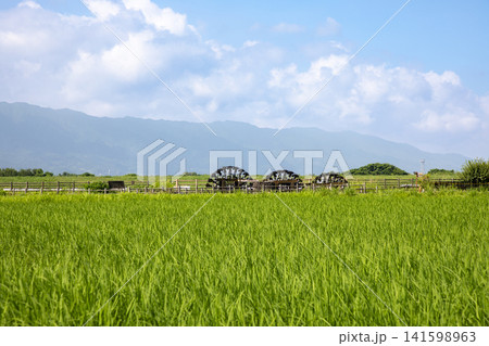 耳納連山を望む初夏の朝倉三連水車と田園風景 141598963