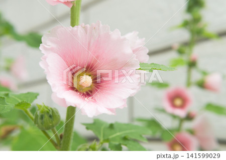 Pink Hollyhock Flower in Bloom	 141599029