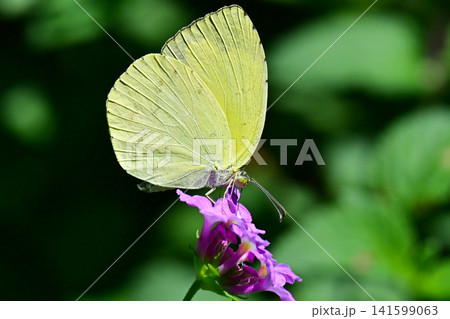 キタキチョウ(Common Grass Yellow) キタキチョウ(Common Grass Yellow) 141599063