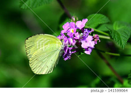 キタキチョウ（Common Grass Yellow） 141599064