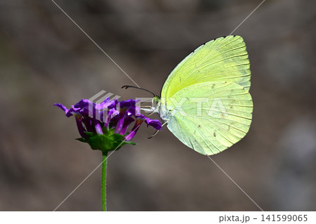 キタキチョウ(Common Grass Yellow) キタキチョウ(Common Grass Yellow) 141599065