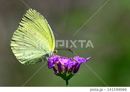 キタキチョウ(Common Grass Yellow) キタキチョウ(Common Grass Yellow) 141599066