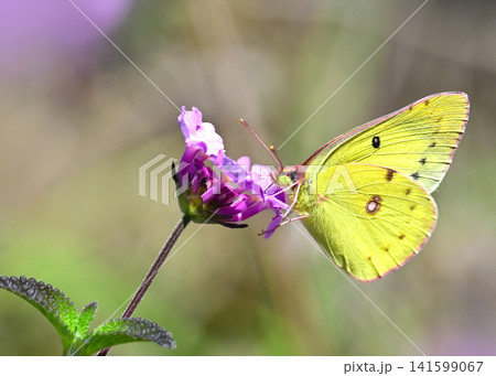 キタキチョウ（Common Grass Yellow） 141599067