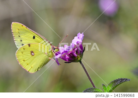 キタキチョウ(Common Grass Yellow) キタキチョウ(Common Grass Yellow) 141599068