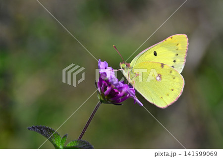 キタキチョウ(Common Grass Yellow) キタキチョウ(Common Grass Yellow) 141599069