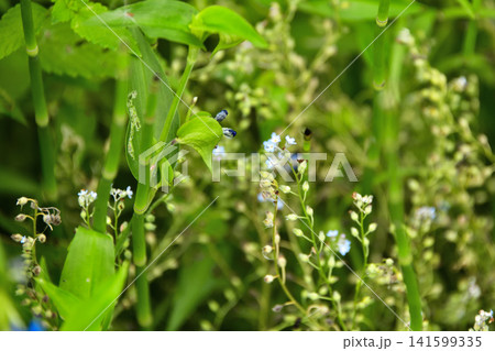 山野草花ワスレナグサ 山野草花ワスレナグサ 141599335