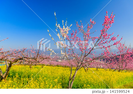 春の快晴 笛吹市御坂町の桃源郷菜の花畑に一面に広がる菜の花と満開の桃の木々と背景の山並み風景 141599524
