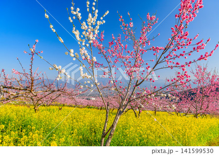 春の快晴 笛吹市御坂町の桃源郷菜の花畑に一面に広がる菜の花と満開の桃の木々と背景の山並み風景 春の快晴 笛吹市御坂町の桃源郷菜の花畑に一面に広がる菜の花と満開の桃の木々と背景の山並み風景 141599530