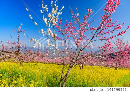 春の快晴 笛吹市御坂町の桃源郷菜の花畑に一面に広がる菜の花と満開の桃の木々と背景の山並み風景 春の快晴 笛吹市御坂町の桃源郷菜の花畑に一面に広がる菜の花と満開の桃の木々と背景の山並み風景 141599531