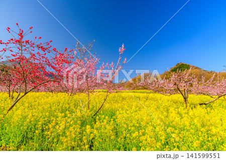 春の快晴 笛吹市御坂町の桃源郷菜の花畑に一面に広がる菜の花と満開の桃の木々と背景の山並み風景 春の快晴 笛吹市御坂町の桃源郷菜の花畑に一面に広がる菜の花と満開の桃の木々と背景の山並み風景 141599551