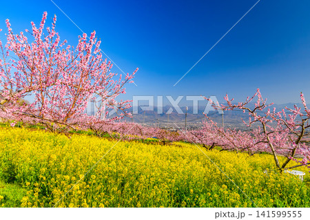 春の快晴 笛吹市御坂町の桃源郷菜の花畑に一面に広がる菜の花と満開の桃の木々と背景の山並み風景 春の快晴 笛吹市御坂町の桃源郷菜の花畑に一面に広がる菜の花と満開の桃の木々と背景の山並み風景 141599555