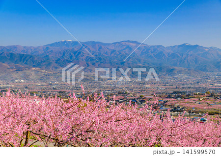 春の快晴 笛吹市御坂町の農園から前景の桃の花越しに中望遠で望む残雪の金峰山と国師ヶ岳の風景 春の快晴 笛吹市御坂町の農園から前景の桃の花越しに中望遠で望む残雪の金峰山と国師ヶ岳の風景 141599570