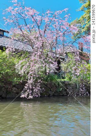 春の彦根城 屋形船 春の彦根城 屋形船 141599670