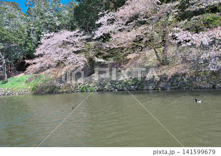 春の彦根城　屋形船 141599679