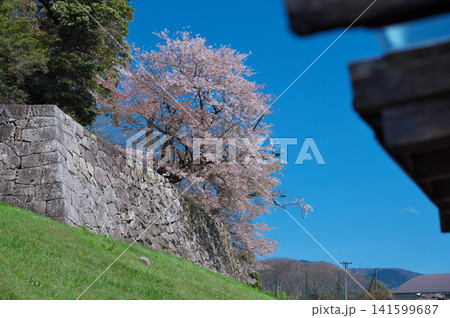 春の彦根城 屋形船 春の彦根城 屋形船 141599687