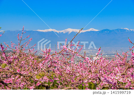 春の快晴 花鳥山一本杉公園付近の農園から一面の満開の桃の花畑越しに望む残雪の南アルプスの風景 春の快晴 花鳥山一本杉公園付近の農園から一面の満開の桃の花畑越しに望む残雪の南アルプスの風景 141599719