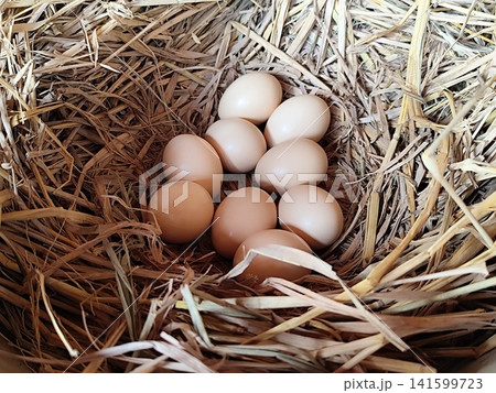 10 chicken eggs in a dry straw nest 141599723